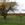 Belted Galloway cows in the pasture 2